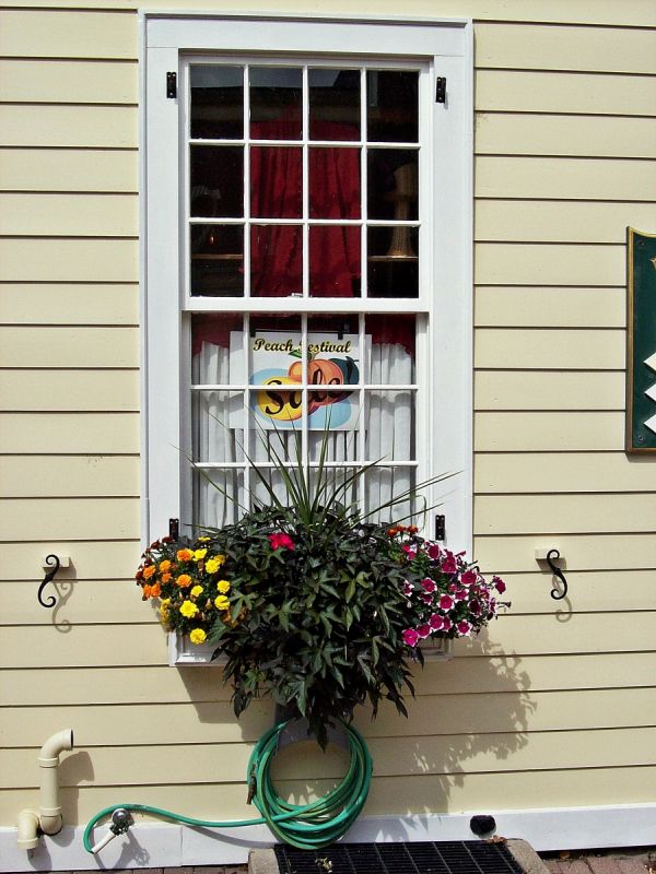 Beautiful Window Box Member S Own Albums ArtFreaks Com   Gallery 1867 243 593607 